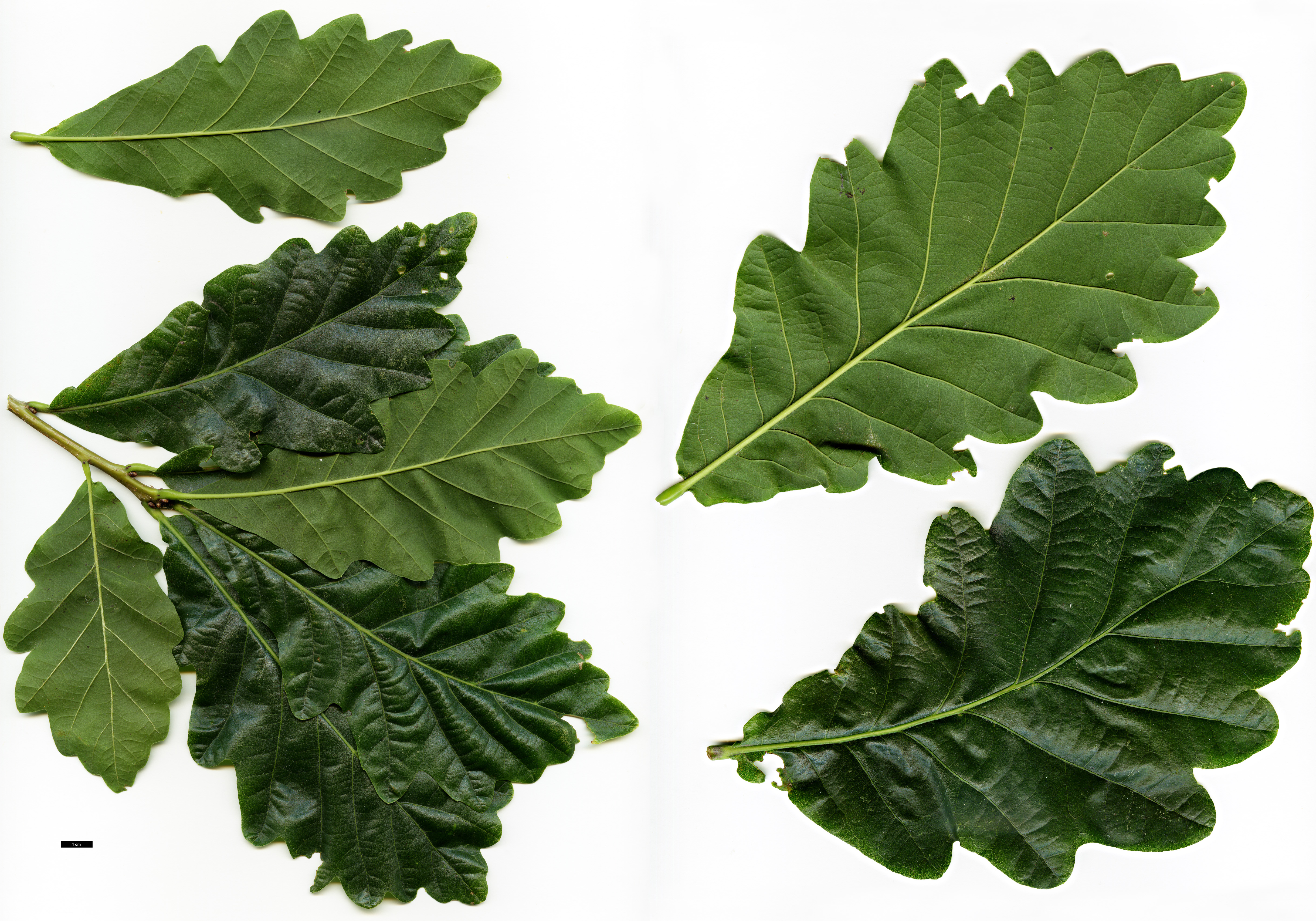 High resolution image: Family: Fagaceae - Genus: Quercus - Taxon: ×warei - SpeciesSub: 'Riverbank Lodge' (Q.bicolor × Q.robur)